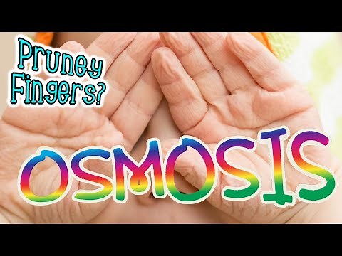 Pruney Fingers? Think Osmosis! What is Osmosis?