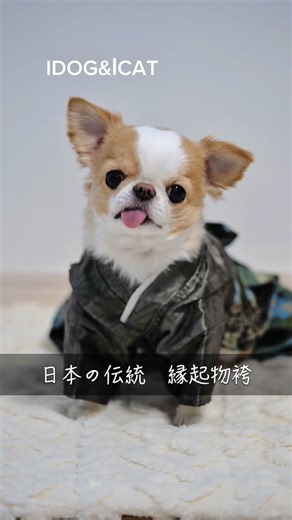 IDOG&ICAT公式／ペットグッズメーカー on Instagram: ". IDOG&ICAT｜すべての愛犬・愛猫に、やさしい毎日を。 パピーからシニア犬まで、成長やライフステージに寄り添う犬服・ペットグッズ。 快適性・機能性・デザイン性を兼ね備えた、ペット愛好家によるオリジナルブランドです。 . 🌸 晴れの日にふさわしい、格式高い和の装いを。 🐶🐱 縁起物の柄で丁寧に仕立てた本格的な袴スタイル。 幸福や長寿を願う想いを込めて、愛犬・愛猫の特別な一日に寄り添います。 襦袢・長着・袴を重ねたように見える重厚なデザインながら、着脱はサッと簡単。 華やかな半襟、金糸刺繍、リボン＆タッセル飾りが、後ろ姿まで美しく引き立てます✨ 裏地や上半身部分には柔らかな素材を採用し、着心地にも配慮。 立っても座っても美しいシルエットになるよう、袴丈にもこだわり抜きました。 撮影にも映える“刀のおもちゃ”付きで、和の雰囲気をさらに楽しく演出できます。 ✔️ 縁起柄で仕立てた本格仕様の袴 ✔️ 前開き面ファスナーで簡単着脱 ✔️ 立ち姿も座り姿も映える美しい袴丈 ✔️ 豪華なリボン＆タッセル＆金糸刺繍