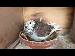 Belgian Racing Pigeons : 2020 Yearly Bird Racing Team