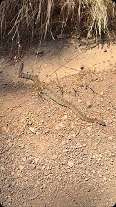 4.8K reactions · 285 shares | Spotted on the trail: a Northern...