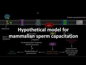 Sperm capacitation in mammal