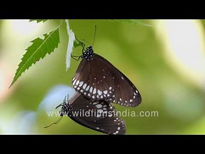 Indian Common Crow butterfly or Euploea core love making - Up close and personal