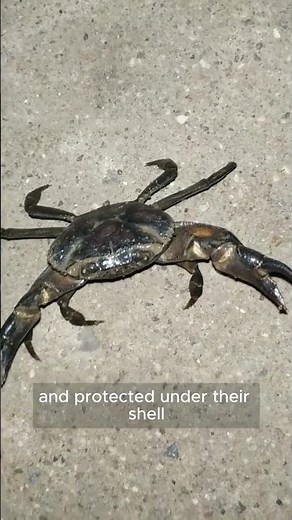 Why do crabs walk sideways? #marinebiology #facts #marinemystery