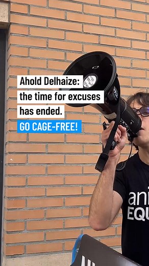 📢 Animal Protectors from around the world are standing against cruelty! Every single day, animals are trapped, suffering in cages - while Ahold Delhaize looks the other way. 🐓❌ Ahold Delhaize, your silence is complicity. Where is your cage-free commitment? It’s time to stand up for animals and hold Ahold Delhaize accountable. 🔴 Join the movement. Become an Animal Protector today: https://ae.onl/eOvfC4 | Animal Equality UK