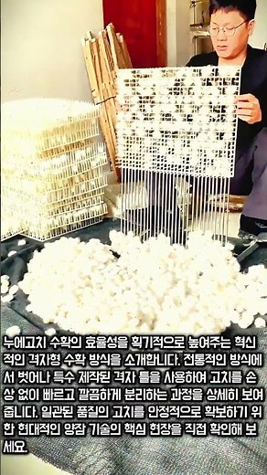누에고치가 이렇게 쉽게 떨어진다고? 놀라운 수확 현장 #worker #process #satisfying #farminglife #silk