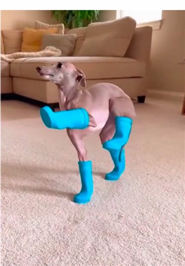 Dog Tries Shoes for the First Time – Hilarious Reaction!