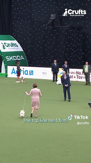 Chihuahuas: Small Size, Big Personality