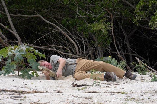 A green iguana crisis is brewing