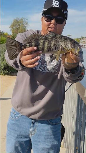 Using the Basstrix swimbait to catch bass! #swimbait #bassfishing #socalfishing