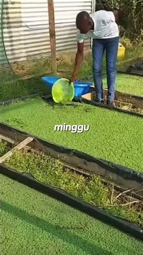 Premium Azolla Seeds