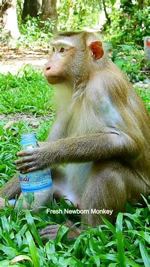 Fresh Newborn Monkey on Reels | Facebook