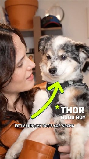 Why the 7-Year Rule for Dogs Is Wrong
