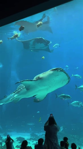 Exploring the Largest Aquarium in the U.S.