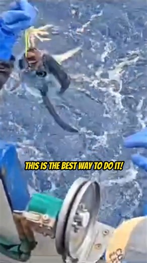 3.1K views · 29 reactions | Catching the Chicken of the Sea! Leave a...