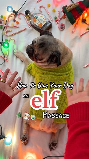 How To Give Your Dog an Elf Massage! 🎄❤️🍭 What’s your favorite quote from the movie Elf? #elf #christmas #elfmovie #holiday #pugs #petcare #cute #dogsofinstagram | Doug The Pug