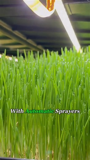 This ‘Grass’ Isn’t Lawn… It’s Hydroponic Cow Food! 🐄🌱#fyp #foryou #forrajeverdehidroponico #hydroponics #fresh #knowledge | Lumio