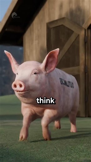 Why Do Pigs Love Rolling in Mud⁉️😱