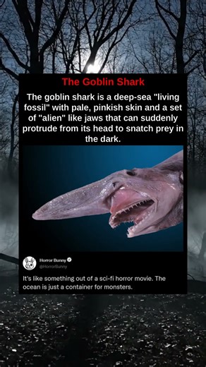 The goblin shark is a deep-sea "living fossil" with pale, pinkish skin and a set of "alien" like