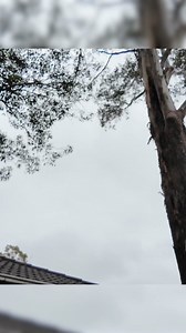 Exploring the 400 Metre Tall Tree's Impact: A Satisfying Lawn Mowing Experience