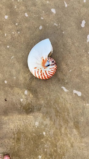 Who loves nautilus!? #fyp #shellcade #seashells #viral