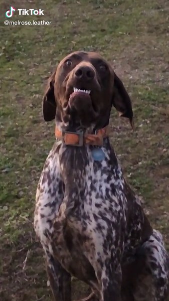 Craigslist Dog vs. Breeder Dog Comparison