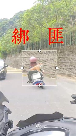 So this is how everyone sees Robin on the road 😆 #Motorcycle #Backpack #Dog #Travel #Scooter