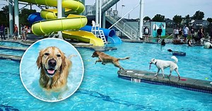 The pools go to the dogs! A list of dog swim days across Colorado