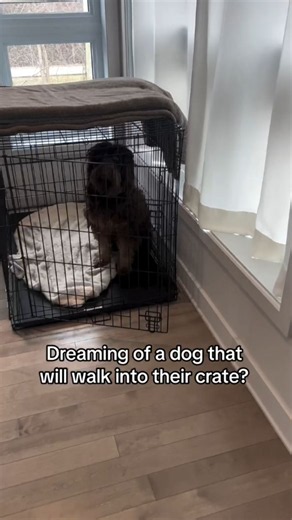 Beginner Crate Training Advice From A Dog Owner