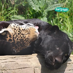 211K views · 22K reactions | Despite their differences, these big cats love each other dearly  | Furry Tails | Facebook