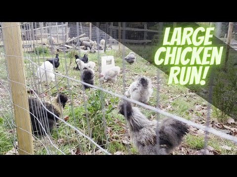 Our Beautiful birds get a large chicken run! Watch them explore