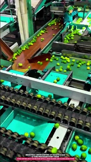 Citrus Sorting Line 12 Ton Per Hour Optical Lemon Grading and Packing House System