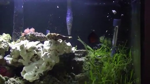 Coral Beauty Angelfish Care (Centropyge bispinosa)