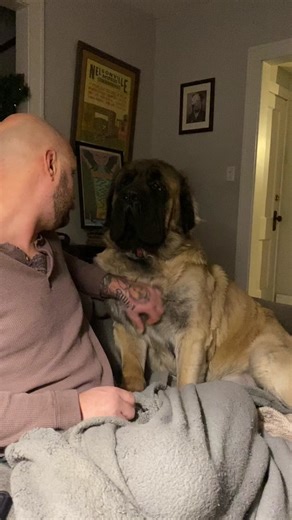 Levon knows how to make the best of a chest scratch lol #englishmastiff #mastiff #giantbreedlovers #fluffymastiff #spoileddogs #chestscratches #bigdogsoftiktok #bigbabies #dogdadlife #columbusohio #columbusdogs