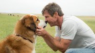Watch A Dog's Purpose 2017 HD online