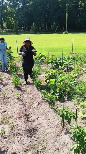 My Summer Garden Journey: From Planting to Harvesting