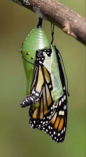 The Miracle of Metamorphosis: Butterfly Emerging from Chrysalis