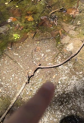 ¿Se ve? Cómo identificar al animal en el charquito