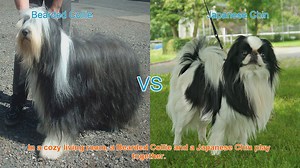 Bearded Collie vs. Japanese Chin: A Comparison of Long-Hair Dog Breeds
