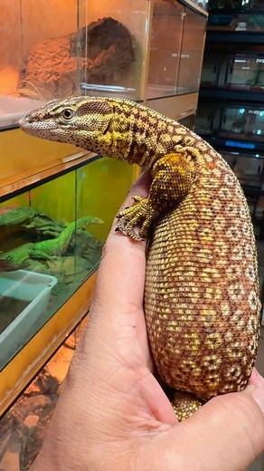 Yellow ackie monitors (Varanus Acanthurus) are gentle reptiles with good temperaments that are often kept as pets. With proper care, they can live up to 20 years in captivity. #yellow #ackie #monitor #varanusacanthurus #dwarf #reptile #lizard #australia #exotic #pet #fyp #trending #viral #reels #video #view #followers #insta #instalike #instadaily #instagood #instagram #JTKReptiles | JTK Reptiles
