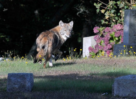 It's coyote-mating season. Here's how to protect your pets