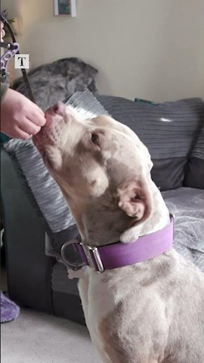 Are XL Bully dogs dangerous? #shorts #dogs #xlbully