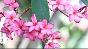 Pink plumeria on the plumeria tree, frangipani tropical flowers.