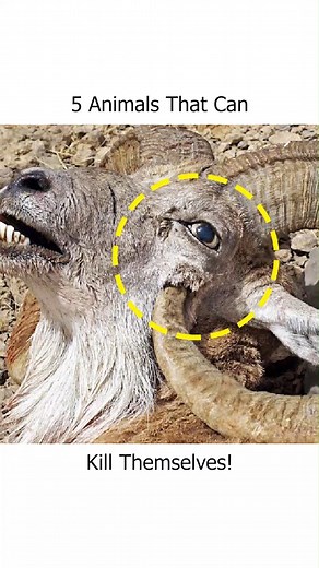 2.7M views · 10K reactions | Animals That Can Kill Themselves!!! | Safari Sarraah | Facebook