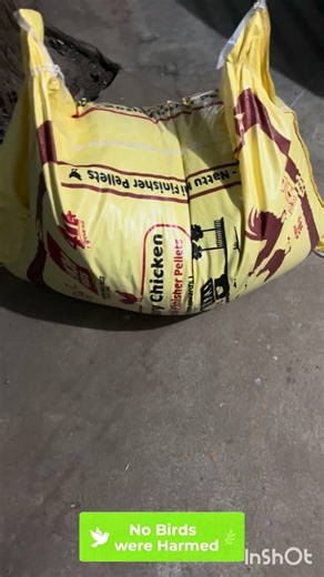SKM Feed vs Old Feed | Semi Adult Country Chicken Growth Update