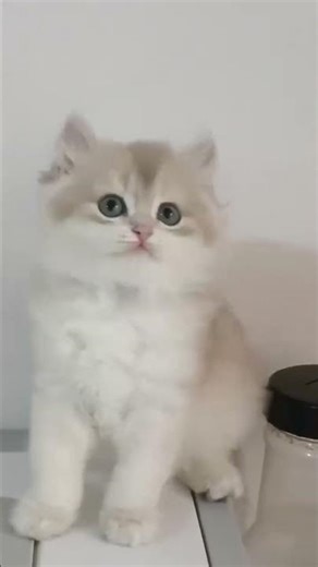 かわいい猫の癒し動画｜ねこの日常 #猫 #ねこ #cat #癒し #かわいい