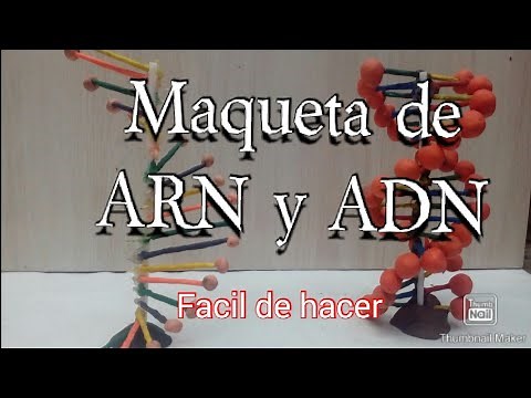 como hacer una maqueta de ADN y ARN