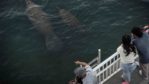Live cam: Florida manatees huddle at West Palm FPL plant to stay warm in cold weather