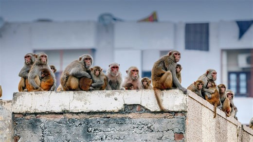 Baby boy dies after being snatched and dumped in water barrel by monkeys