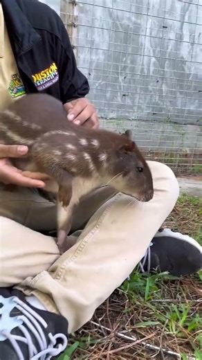 Meet the paca 🐹✨