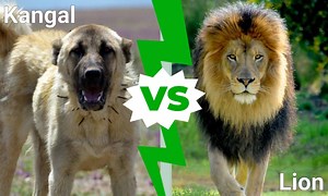 Kangal vs. Lion: Which Would Win in a Fight?